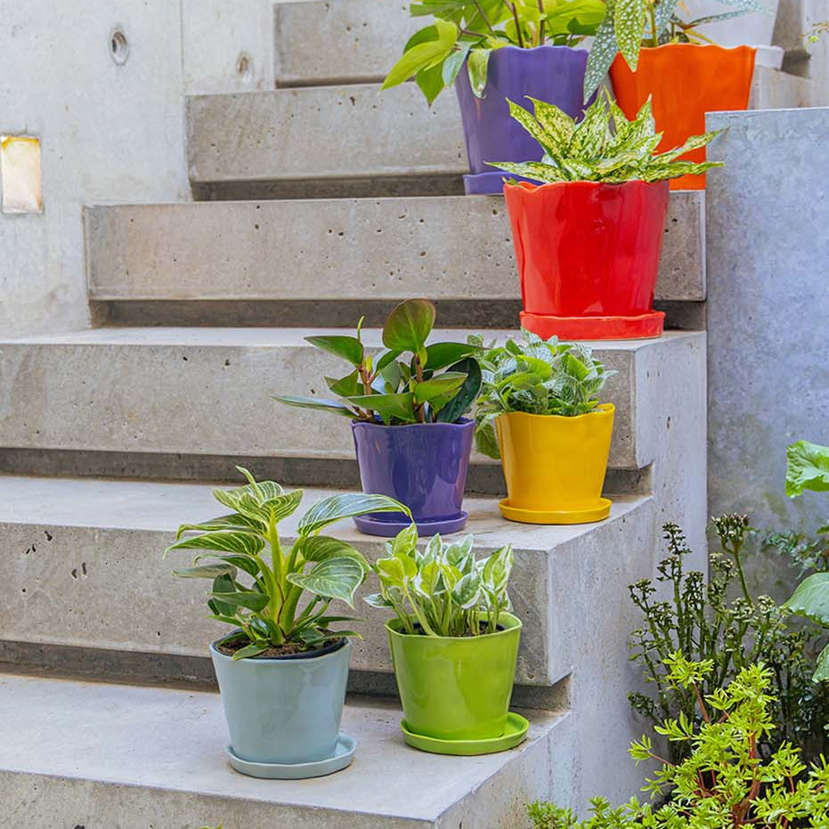 Colourful ceramic planters with saucers arranged on concrete outdoor steps, each planted with a different houseplant.