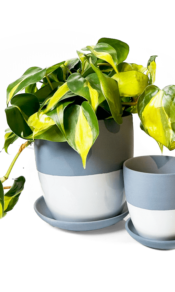 Dyad Porcelain Modern Indoor Plant Pot With Saucer - Chive Ceramics Studio - Pots - Chive US