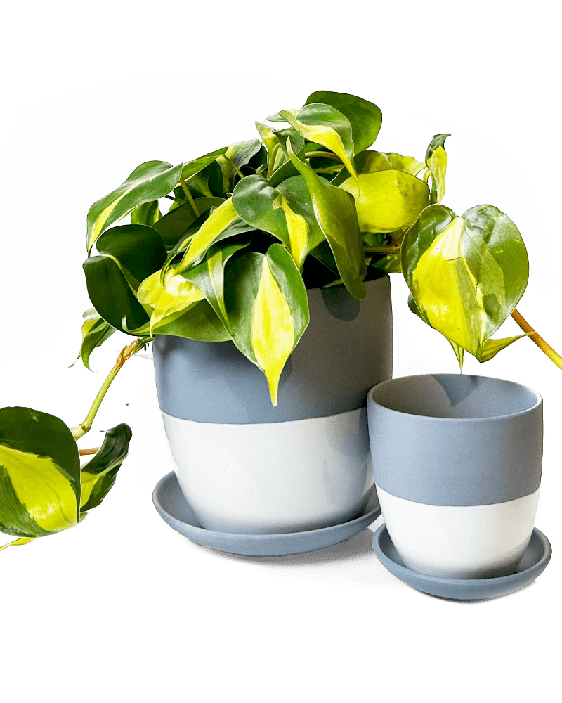 Dyad Porcelain Modern Indoor Plant Pot With Saucer - Chive Ceramics Studio - Pots - Chive US