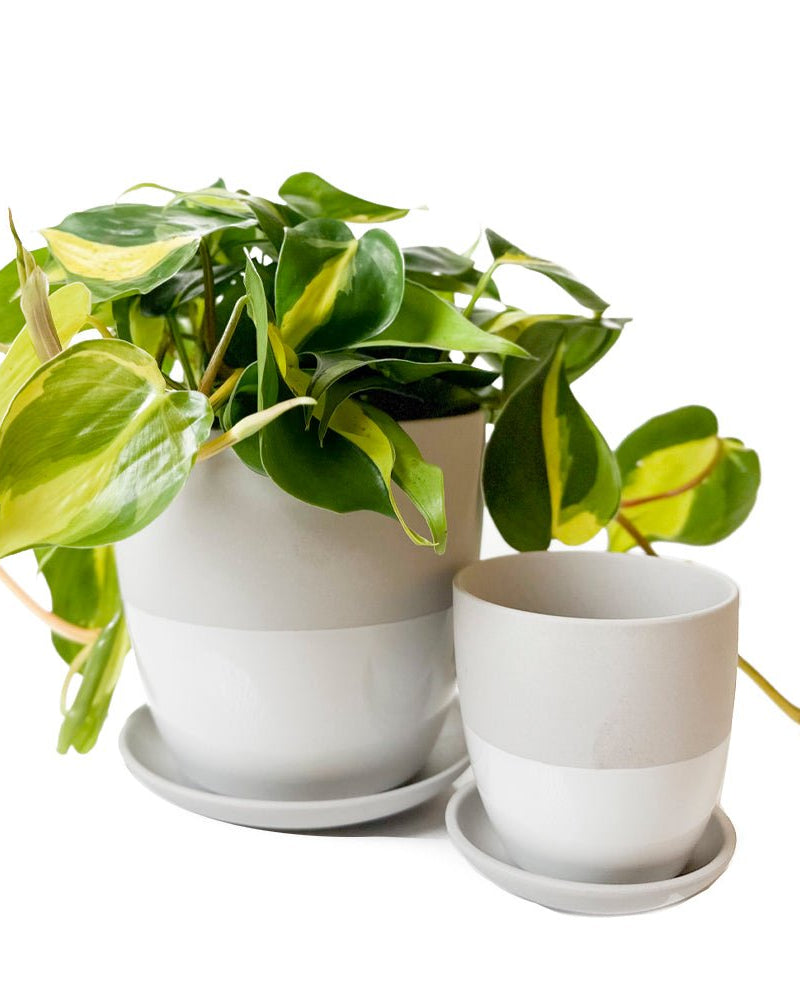 Dyad Porcelain Modern Indoor Plant Pot With Saucer | 3 & 5 inches - Chive Ceramics Studio - Pots - Chive Ceramics Studio