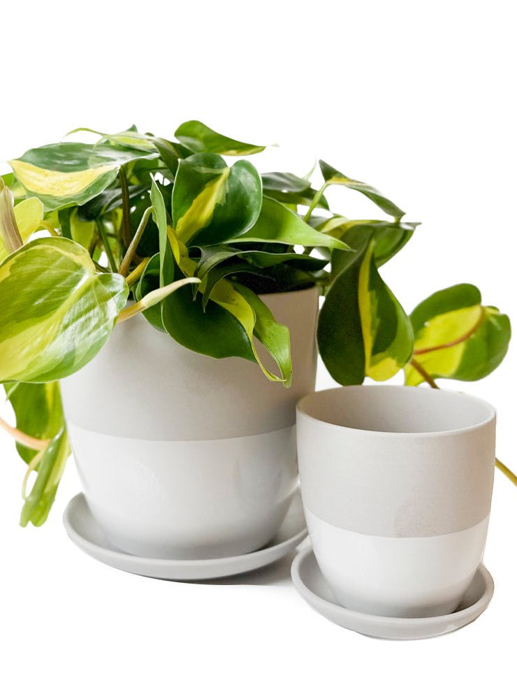 Dyad Porcelain Modern Indoor Plant Pot With Saucer | 3 & 5 inches - Chive Ceramics Studio - Pots - Chive Ceramics Studio
