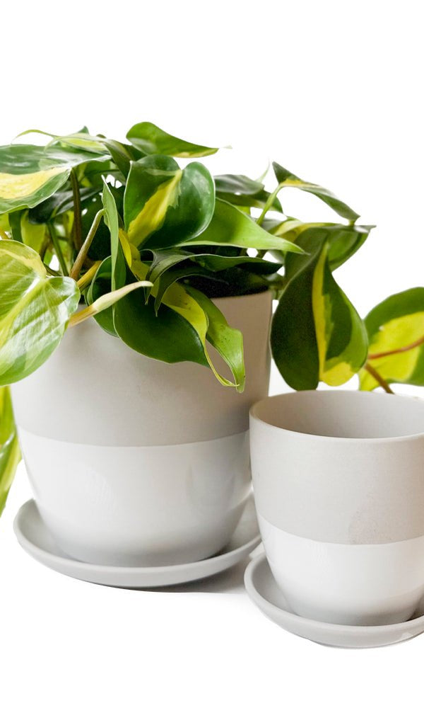 Dyad Porcelain Modern Indoor Plant Pot With Saucer | 3 & 5 inches - Chive Ceramics Studio - Pots - Chive Ceramics Studio