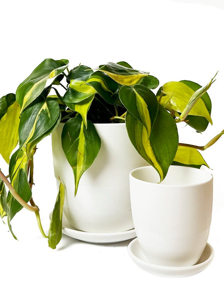 Dyad Porcelain Modern Indoor Plant Pot With Saucer | 3 & 5 inches - Chive Ceramics Studio - Pots - Chive Ceramics Studio