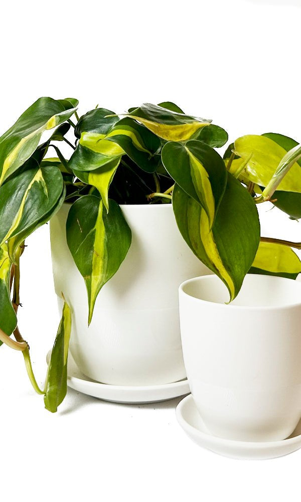 Dyad Porcelain Modern Indoor Plant Pot With Saucer | 3 & 5 inches - Chive Ceramics Studio - Pots - Chive Ceramics Studio