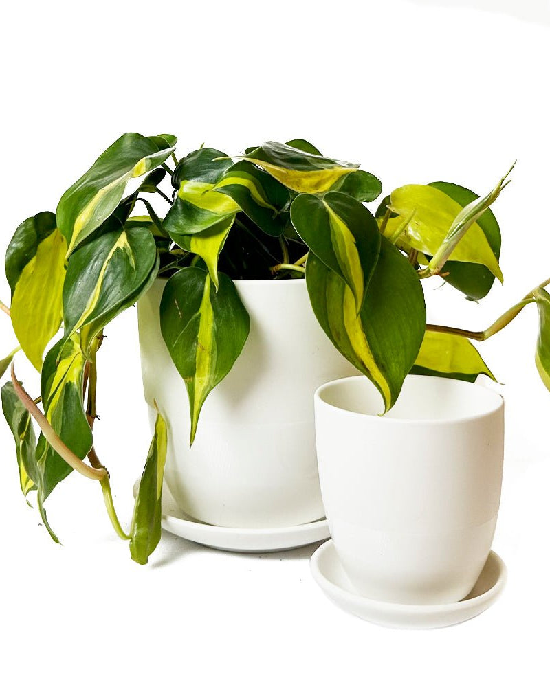 Dyad Porcelain Modern Indoor Plant Pot With Saucer | 3 & 5 inches - Chive Ceramics Studio - Pots - Chive Ceramics Studio