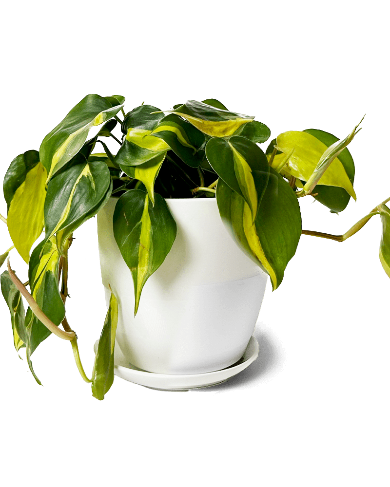 Dyad Porcelain Modern Indoor Plant Pot With Saucer | 3 & 5 inches - Chive Ceramics Studio - Pots - Chive Ceramics Studio
