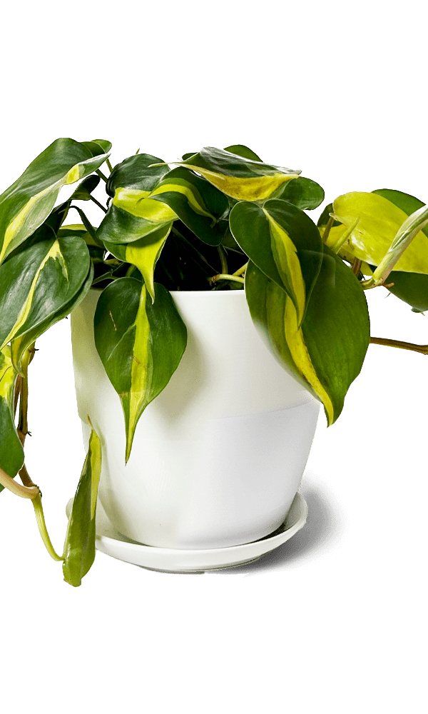 Dyad Porcelain Modern Indoor Plant Pot With Saucer | 3 & 5 inches - Chive Ceramics Studio - Pots - Chive Ceramics Studio