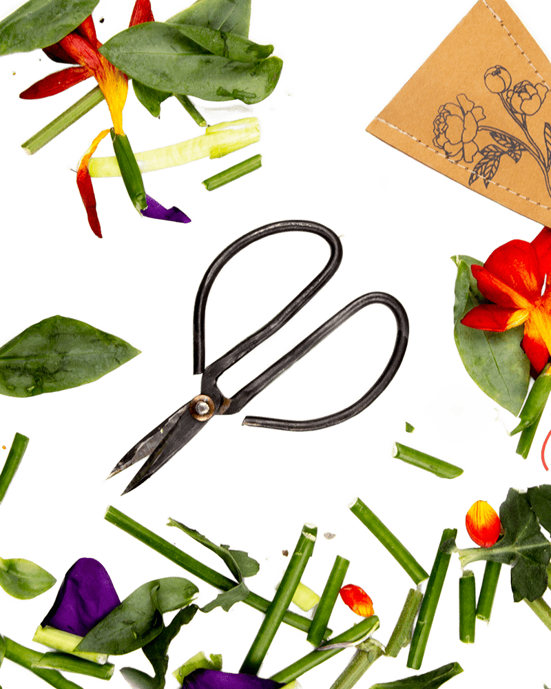 Edward Clippers Ikebana Pruning Scissors - Chive Ceramics Studio - Tools & Accessories - Chive Ceramics Studio