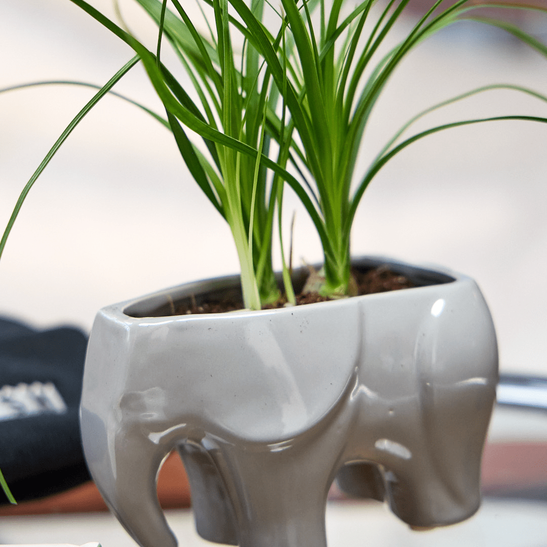 Elephant Ceramic Indoor Plant Pot For Succulents - Chive Ceramics Studio - Pots - Chive US