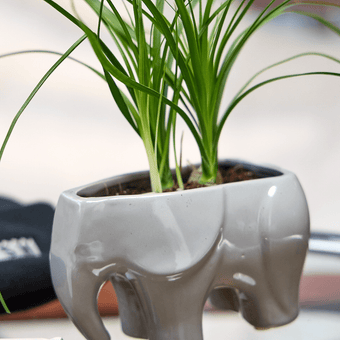 Elephant Ceramic Indoor Plant Pot For Succulents - Chive Ceramics Studio - Pots - Chive US