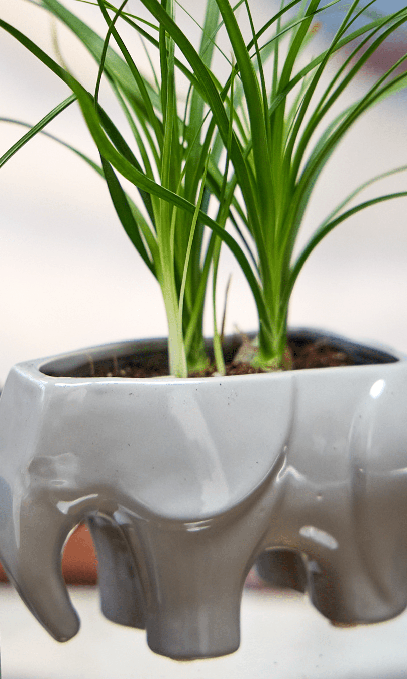 Elephant Ceramic Indoor Plant Pot For Succulents - Chive Ceramics Studio - Pots - Chive US