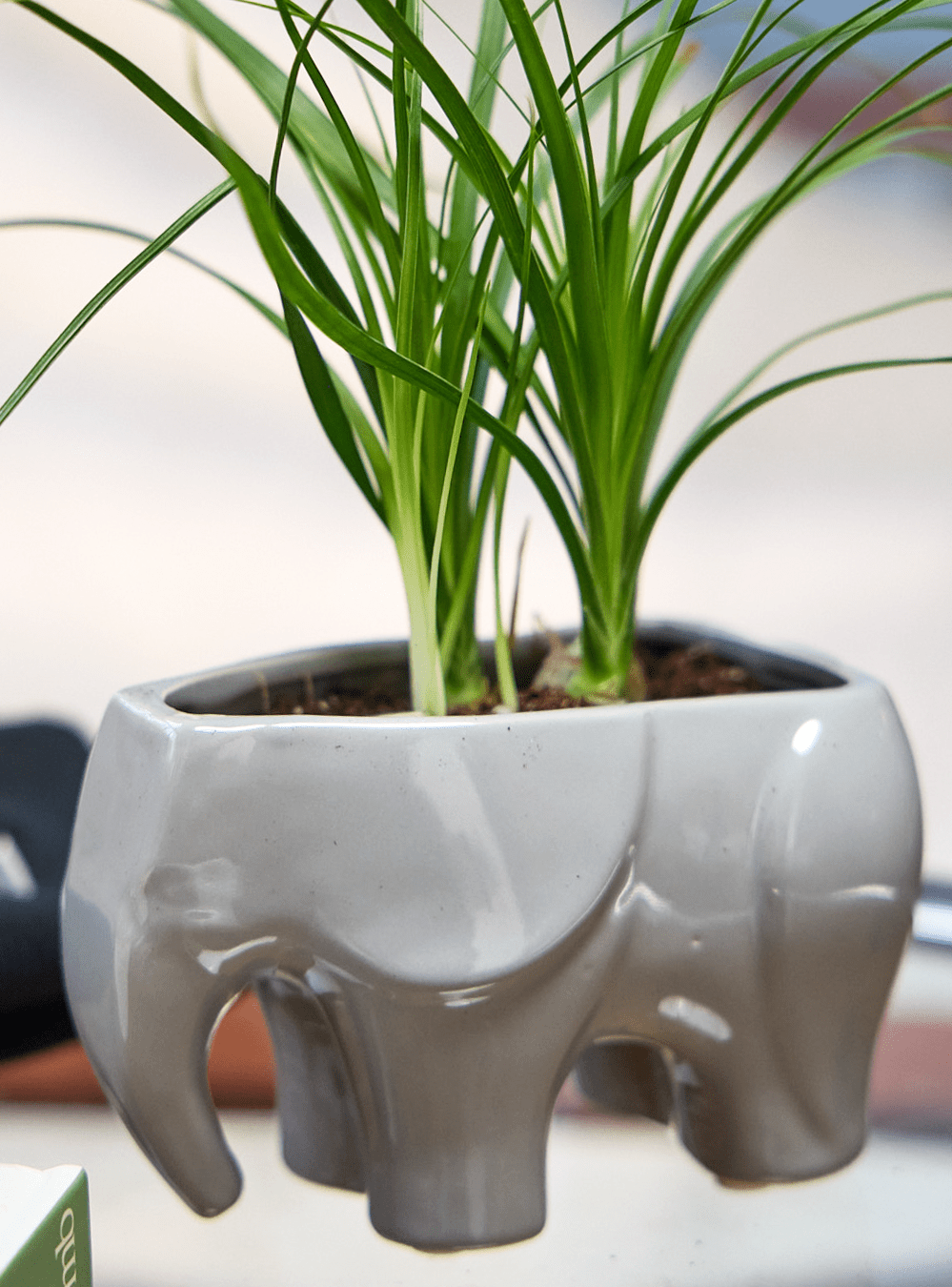 Elephant Ceramic Indoor Plant Pot For Succulents - Chive Ceramics Studio - Pots - Chive US