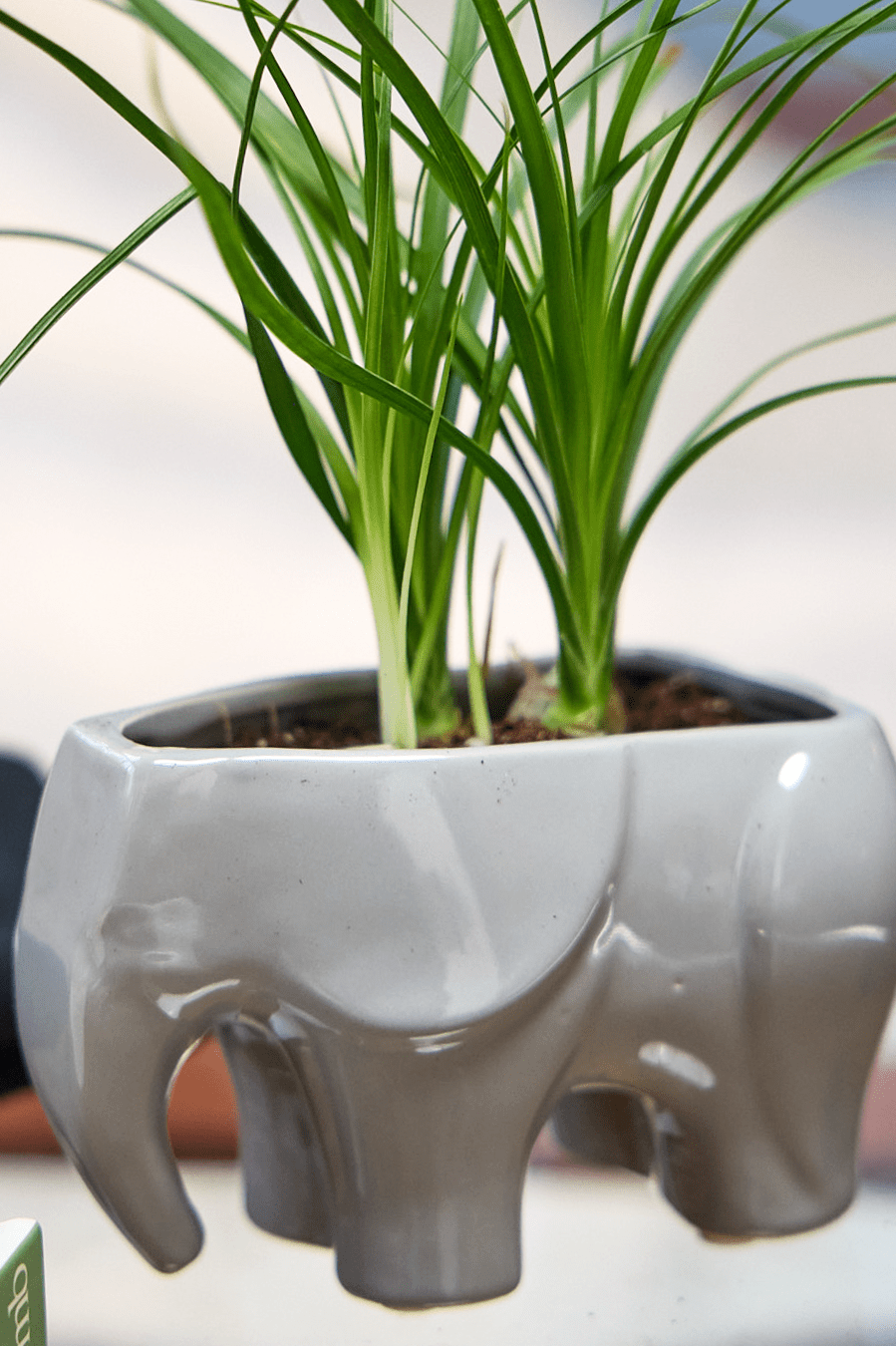 Elephant Ceramic Indoor Plant Pot For Succulents - Chive Ceramics Studio - Pots - Chive US