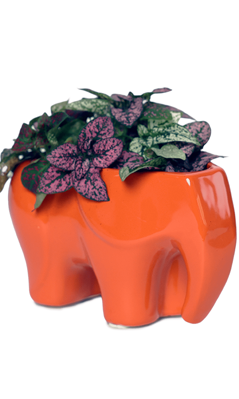 Elephant Ceramic Indoor Plant Pot For Succulents - Chive Ceramics Studio - Pots - Chive Ceramics Studio