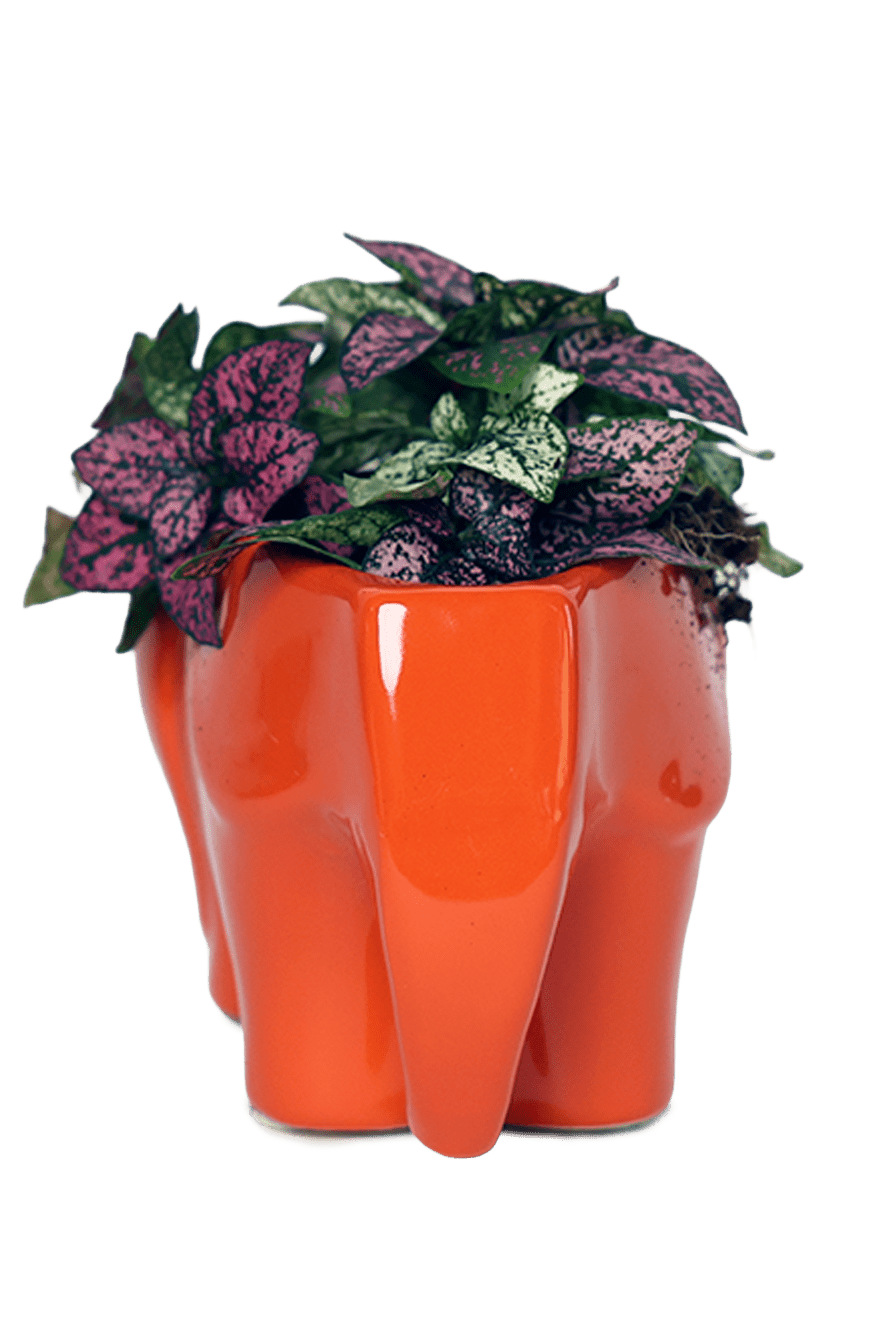 Elephant Ceramic Indoor Plant Pot For Succulents - Chive Ceramics Studio - Pots - Chive Ceramics Studio