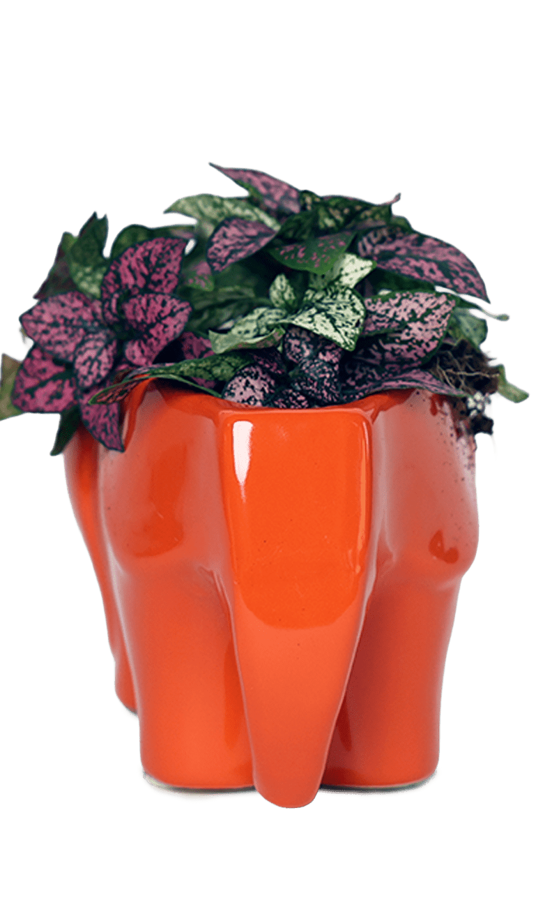 Elephant Ceramic Indoor Plant Pot For Succulents - Chive Ceramics Studio - Pots - Chive Ceramics Studio