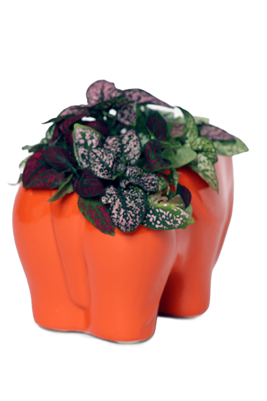 Elephant Ceramic Indoor Plant Pot For Succulents - Chive Ceramics Studio - Pots - Chive Ceramics Studio