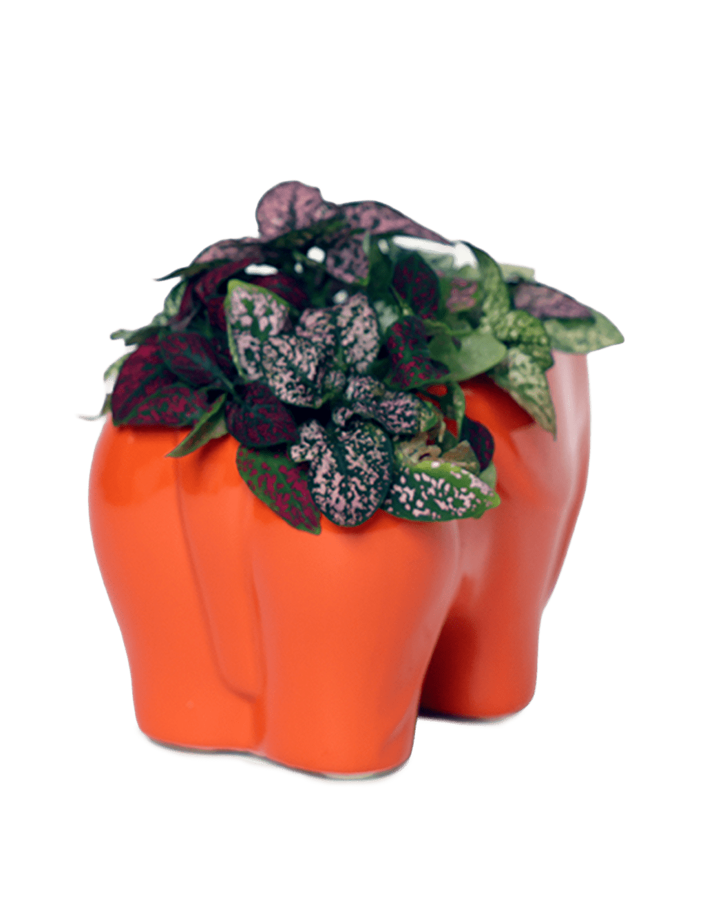 Elephant Ceramic Indoor Plant Pot For Succulents - Chive Ceramics Studio - Pots - Chive Ceramics Studio