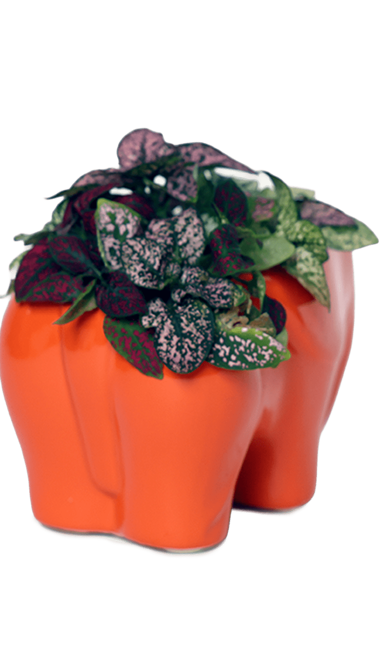 Elephant Ceramic Indoor Plant Pot For Succulents - Chive Ceramics Studio - Pots - Chive Ceramics Studio