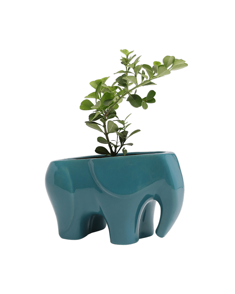 Elephant Ceramic Indoor Plant Pot For Succulents - Chive Ceramics Studio - Pots - Chive US