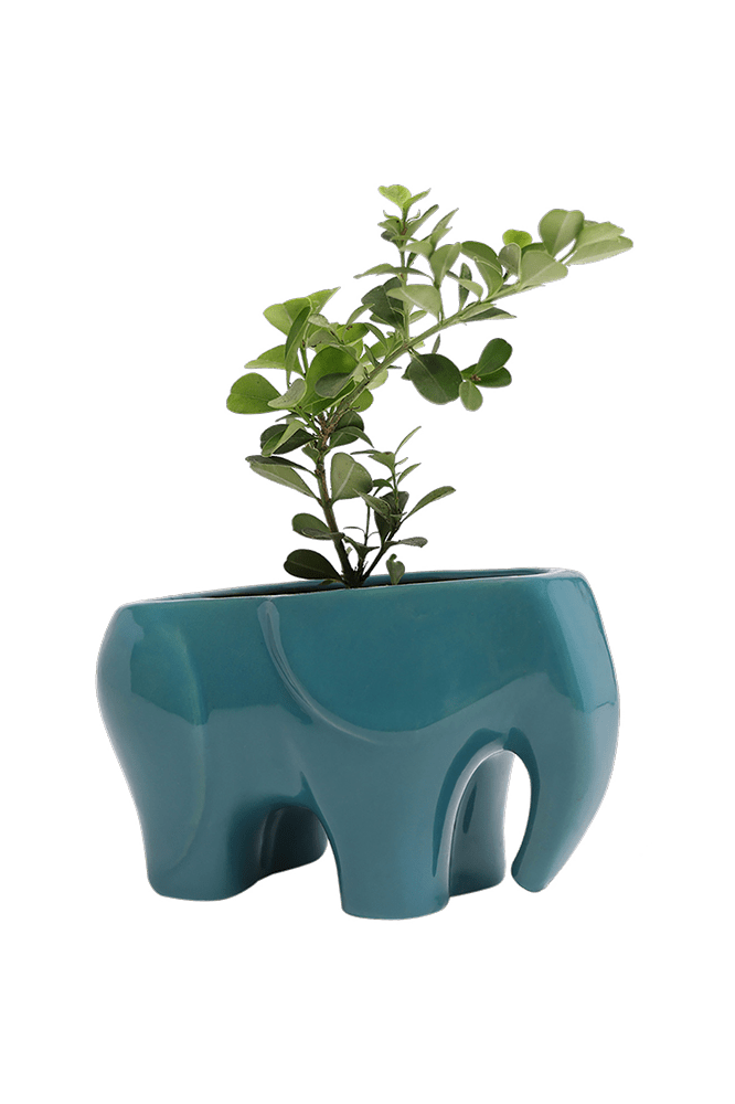 Elephant Ceramic Indoor Plant Pot For Succulents - Chive Ceramics Studio - Pots - Chive US