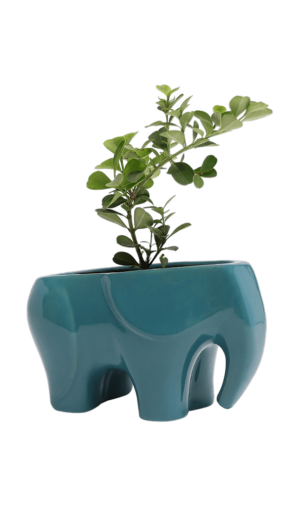 Elephant Ceramic Indoor Plant Pot For Succulents - Chive Ceramics Studio - Pots - Chive US