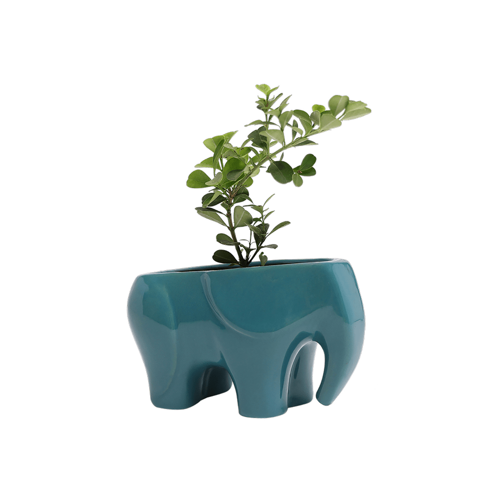 Elephant Ceramic Indoor Plant Pot For Succulents - Chive Ceramics Studio - Pots - Chive US
