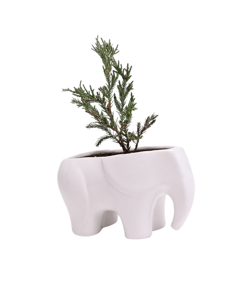 Elephant Ceramic Indoor Plant Pot For Succulents - Chive Ceramics Studio - Pots - Chive US