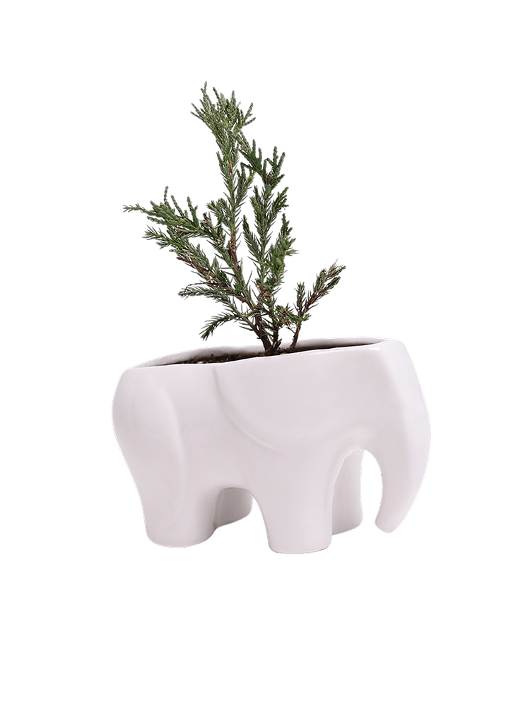 Elephant Ceramic Indoor Plant Pot For Succulents - Chive Ceramics Studio - Pots - Chive US