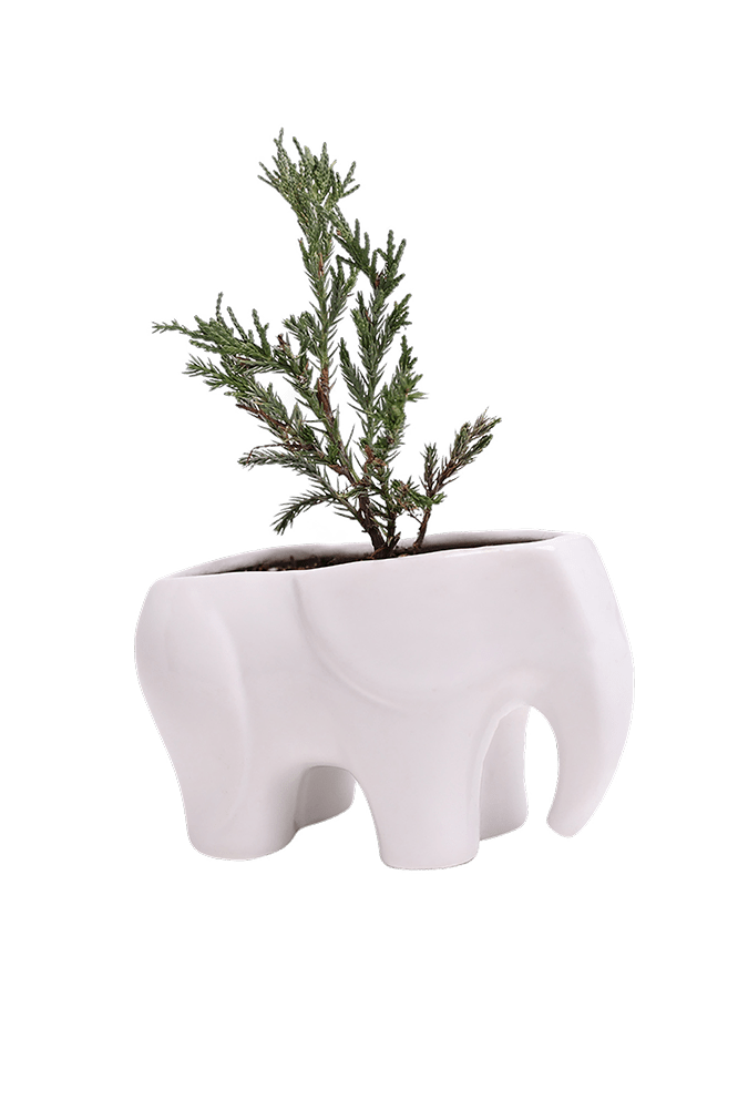 Elephant Ceramic Indoor Plant Pot For Succulents - Chive Ceramics Studio - Pots - Chive US