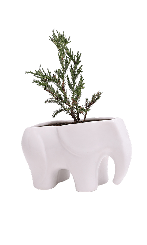Elephant Ceramic Indoor Plant Pot For Succulents - Chive Ceramics Studio - Pots - Chive US