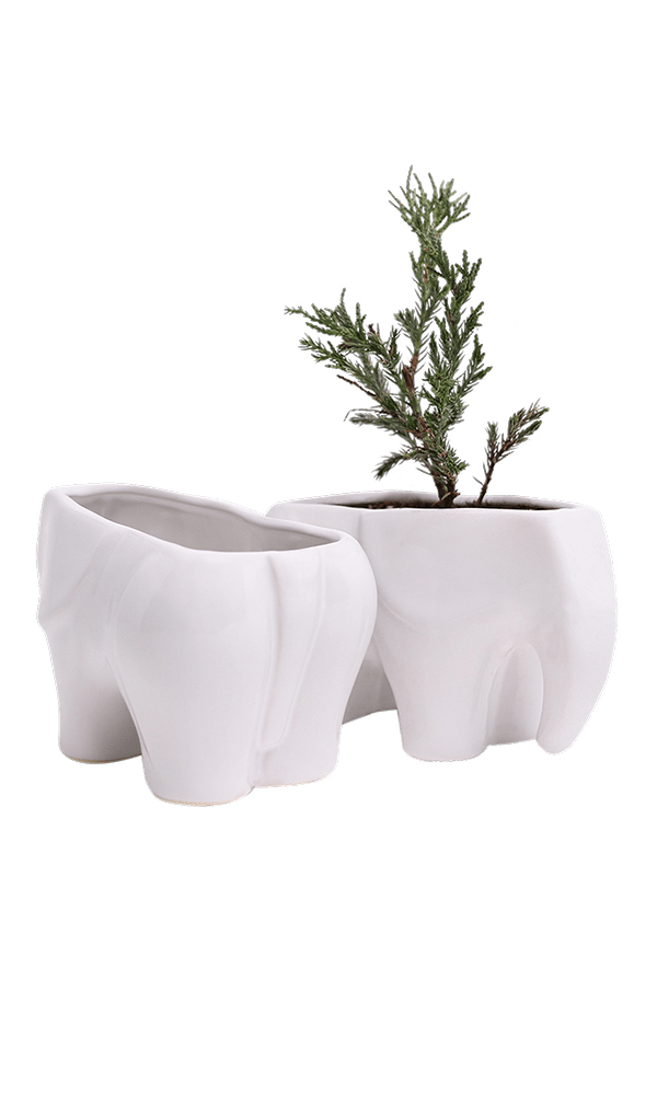 Elephant Ceramic Indoor Plant Pot For Succulents - Chive Ceramics Studio - Pots - Chive US