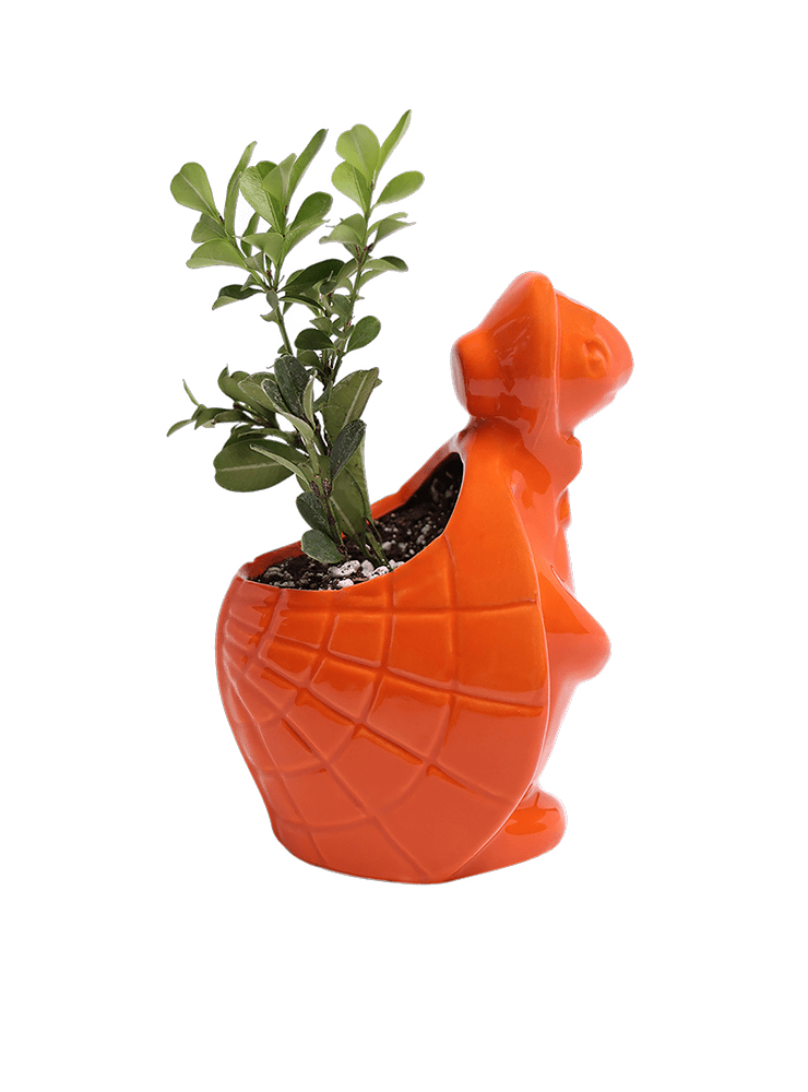 Turtle Ceramic Indoor Plant Pot For Succulents - Chive Ceramics Studio - Pots - Chive US