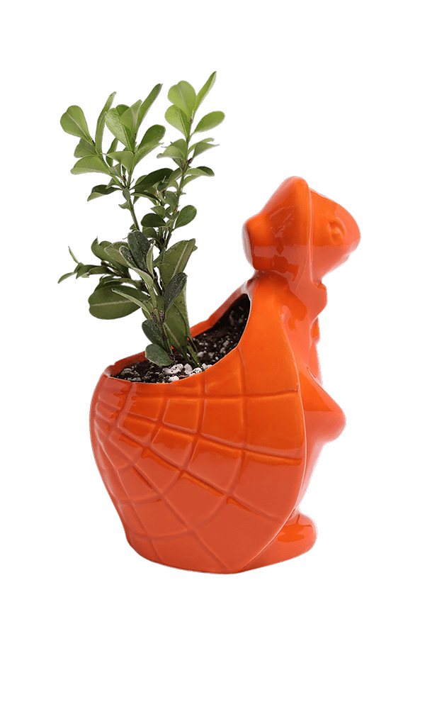 Turtle Ceramic Indoor Plant Pot For Succulents - Chive Ceramics Studio - Pots - Chive US