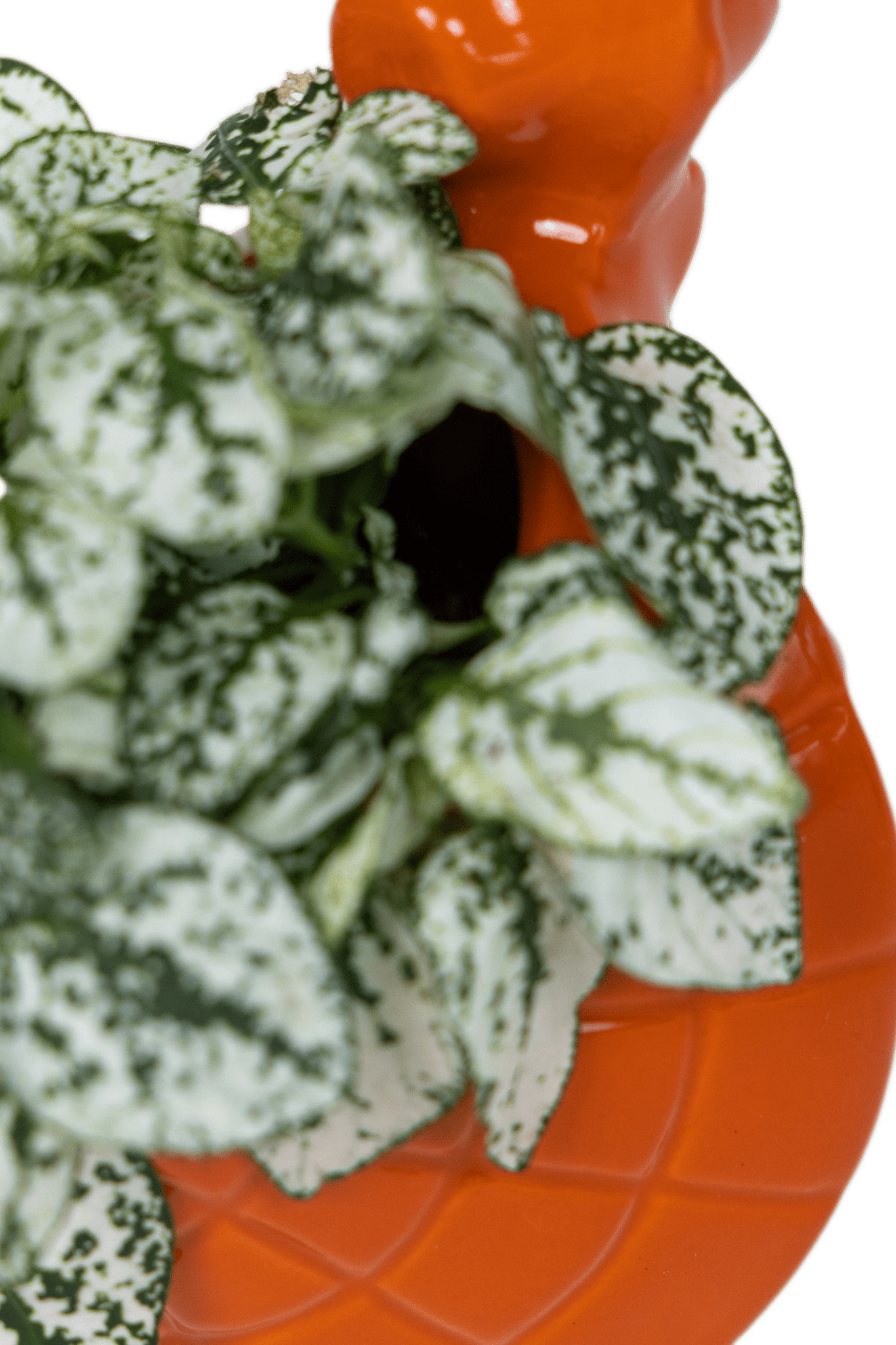 Turtle Ceramic Indoor Plant Pot For Succulents - Chive Ceramics Studio - Pots - Chive US