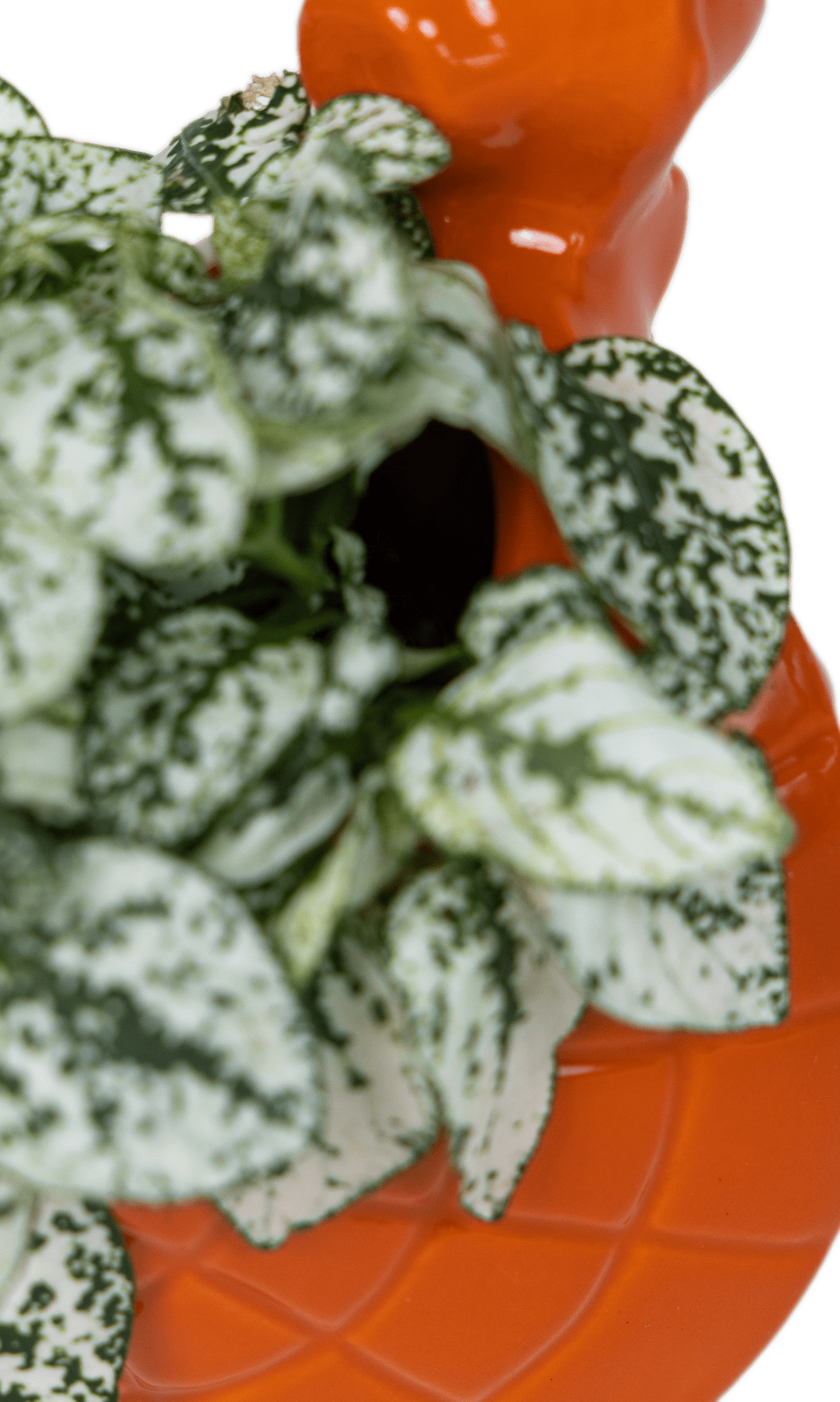 Turtle Ceramic Indoor Plant Pot For Succulents - Chive Ceramics Studio - Pots - Chive US