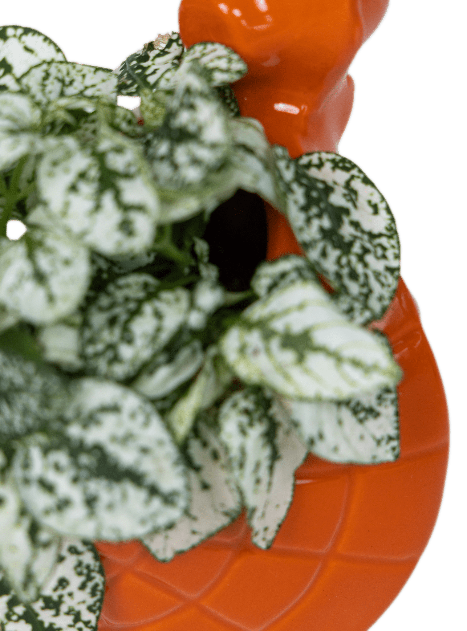 Turtle Ceramic Indoor Plant Pot For Succulents - Chive Ceramics Studio - Pots - Chive US