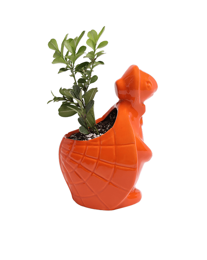 Turtle Ceramic Indoor Plant Pot For Succulents - Chive Ceramics Studio - Pots - Chive Ceramics Studio