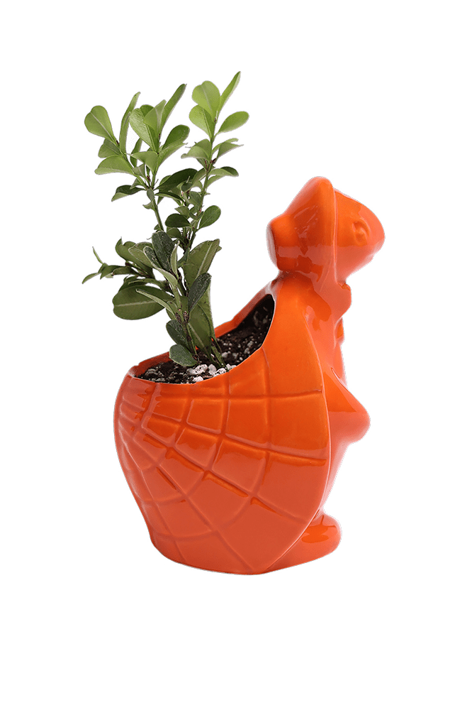 Turtle Ceramic Indoor Plant Pot For Succulents - Chive Ceramics Studio - Pots - Chive Ceramics Studio