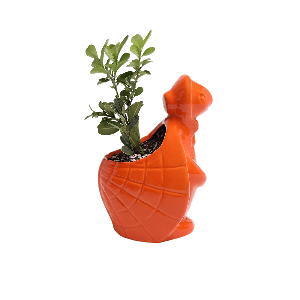 Turtle Ceramic Indoor Plant Pot For Succulents - Chive Ceramics Studio - Pots - Chive Ceramics Studio