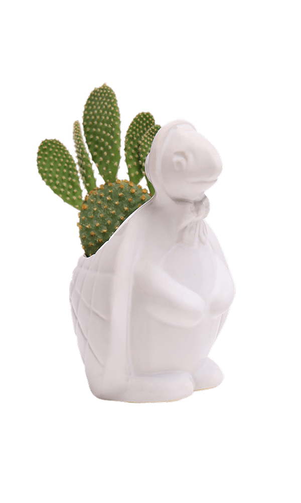 Turtle Ceramic Indoor Plant Pot For Succulents - Chive Ceramics Studio - Pots - Chive US