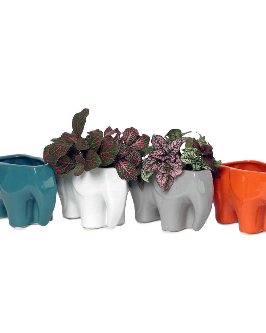 Elephant Ceramic Indoor Plant Pot For Succulents - Chive Ceramics Studio - Pots - Chive Ceramics Studio