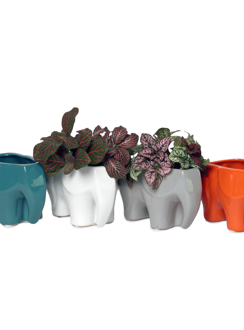 Elephant Ceramic Indoor Plant Pot For Succulents - Chive Ceramics Studio - Pots - Chive Ceramics Studio