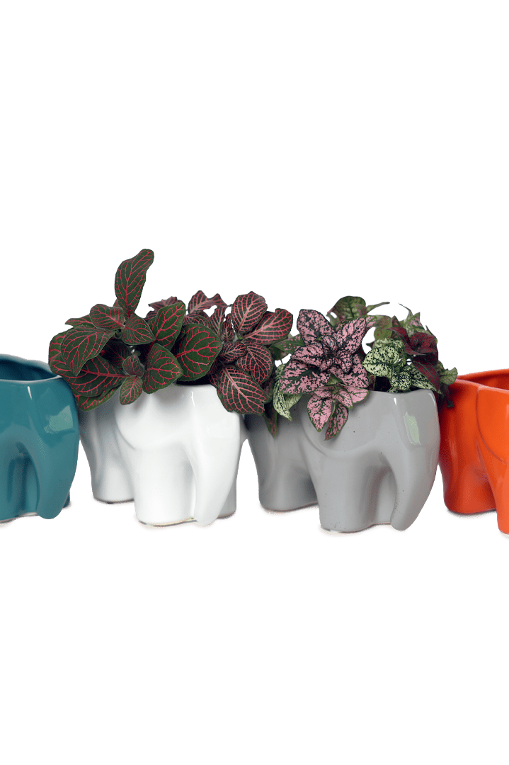 Elephant Ceramic Indoor Plant Pot For Succulents - Chive Ceramics Studio - Pots - Chive Ceramics Studio