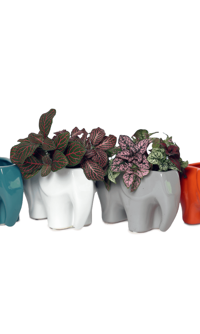 Elephant Ceramic Indoor Plant Pot For Succulents - Chive Ceramics Studio - Pots - Chive Ceramics Studio