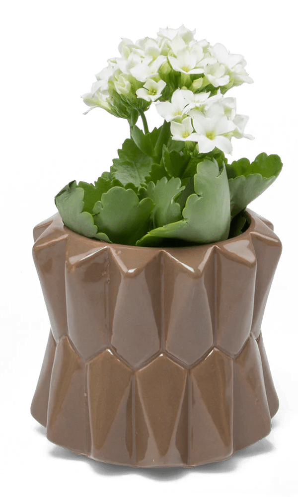 Fang Ceramic Modern Planter For Succulents - Chive Ceramics Studio - Pots - Chive Ceramics Studio