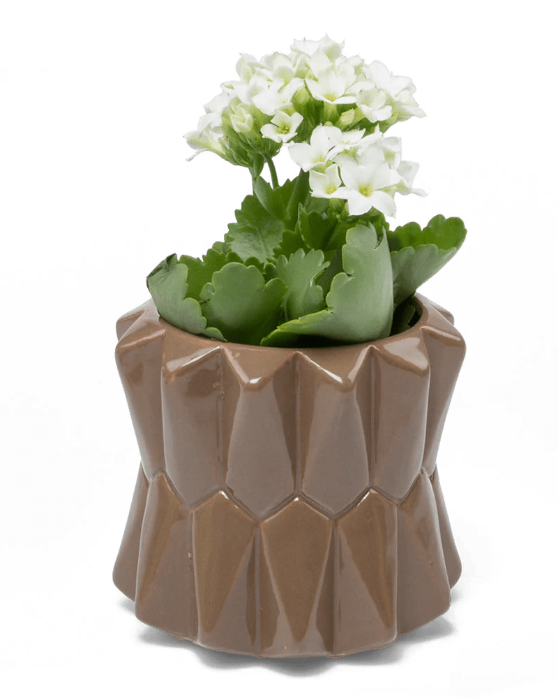Fang Ceramic Modern Planter For Succulents - Chive Ceramics Studio - Pots - Chive Ceramics Studio