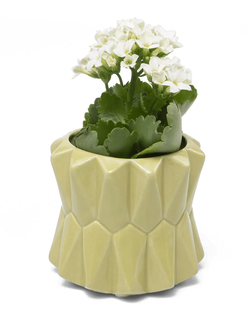 Fang Ceramic Modern Planter For Succulents - Chive Ceramics Studio - Pots - Chive Ceramics Studio