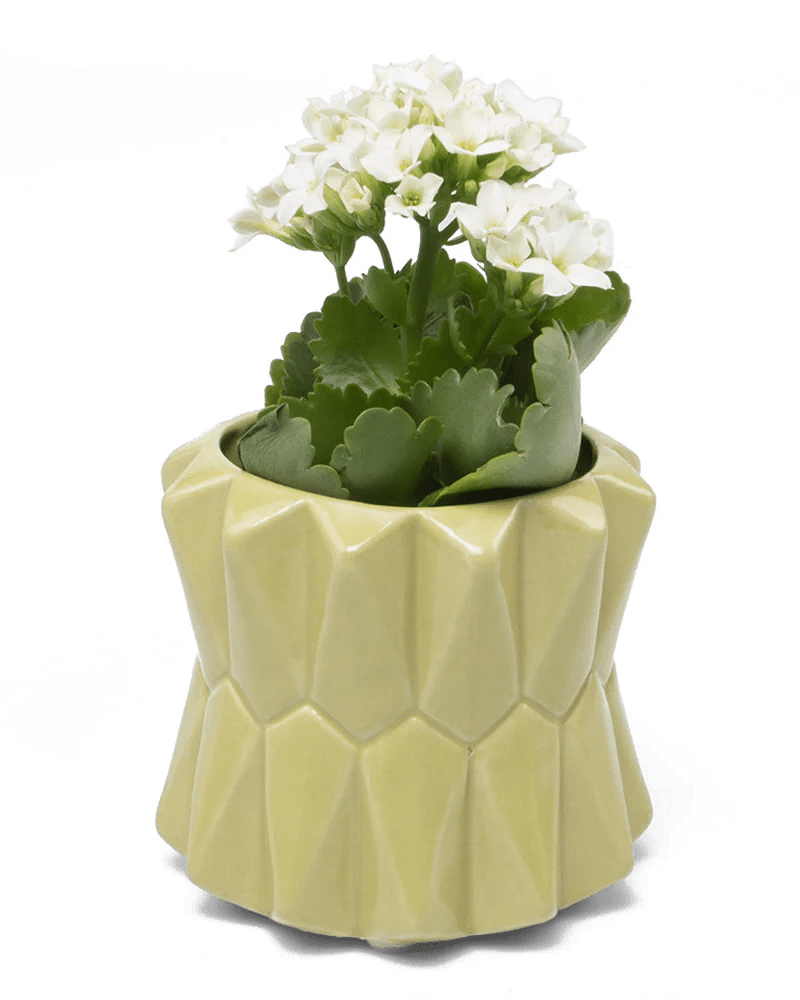 Fang Ceramic Modern Planter For Succulents - Chive Ceramics Studio - Pots - Chive Ceramics Studio