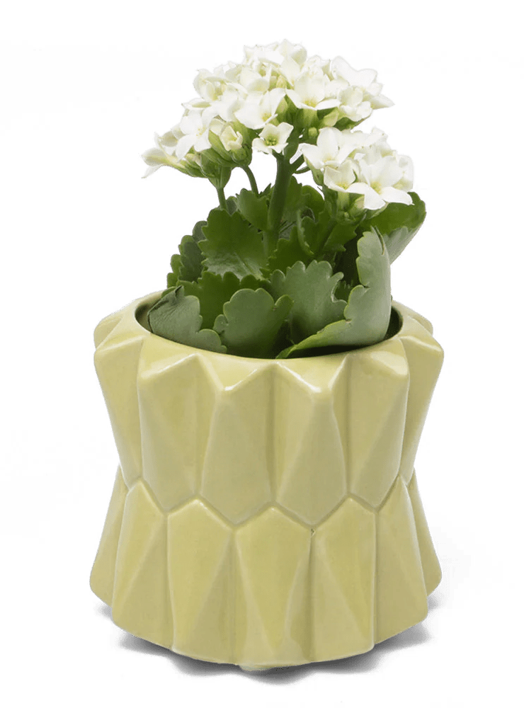 Fang Ceramic Modern Planter For Succulents - Chive Ceramics Studio - Pots - Chive Ceramics Studio